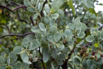 The Leaves of a Manzanita Shrub