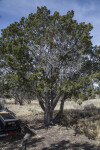 The One-Seed Juniper