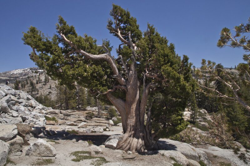 The Other Side of a Jeffrey Pine with No Needles