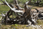 The Roots of a Downed Tree