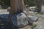 The Roots of a Jeffrey Pines Growing around a Boulder