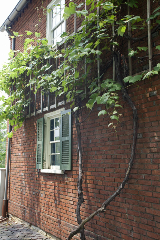 The Thick Vine Growing on the Baker House