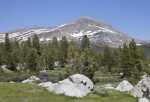 The Tree Line of a Mountain