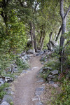 The Trees along the Trail