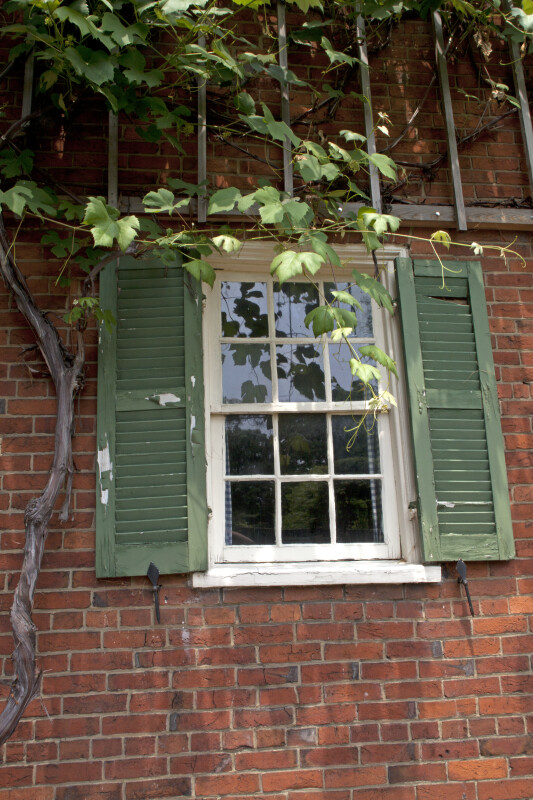 The Trellis, the Vine, the Window, and the Brick Wall