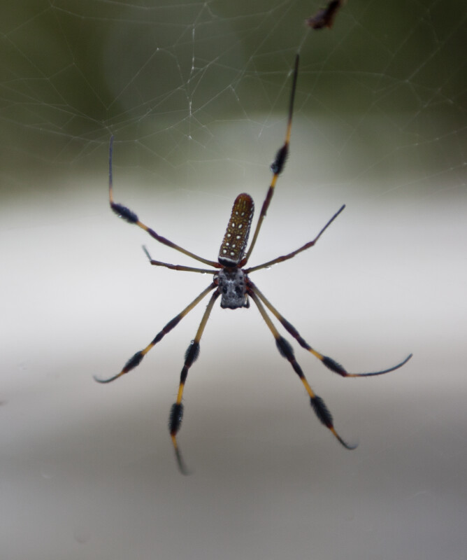 The Ventral Side of a Golden Silk Orb-Weaver in its Web (offset)