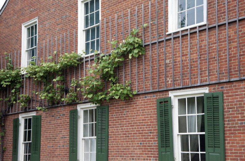 The Vine Growing on Frederick Rapp's House