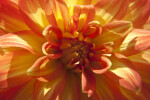 "Theresia" Dahlia Detail