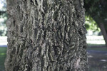 Thick Bark of Cork Oak Tree