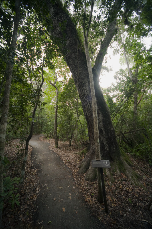 Thick, Curved Tree Along Gumbo Limbo Trail
