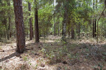 Thick Groundcover of Leaves, Branches, and Pine Cones