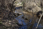 Thick Growth Around the Main Ditch at the Espada Acequia