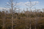 Thin Branches of Bare Cypress Trees