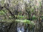 Thin Trees Growing out of Hillsborough River