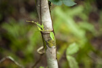 Thin Vine that Has Wrapped Around Base of a Thin Tree