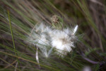 Thistle with White Flowers Growing Amongst Tall Grass