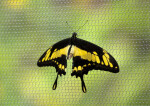 Thoas Swallowtail