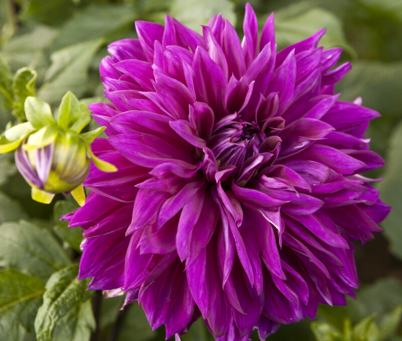 Thomas A Edison' Dahlia Close-Up