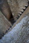 Thorns on Palm Bark