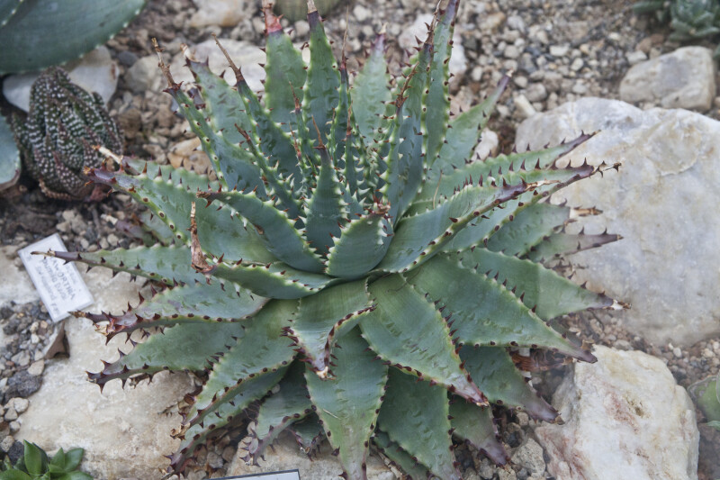 Thorny Aloe