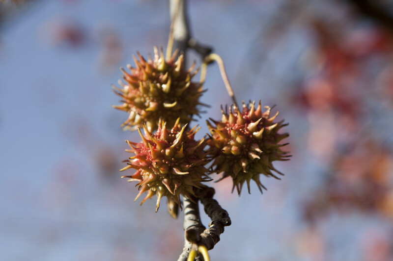 Thorny Flowers of an American Sweetgum Tree