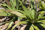 Thorny, Green, Marked Aloe Leaves