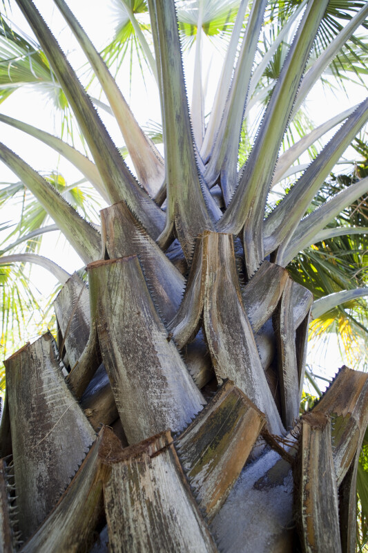 Thorny Palm Tree
