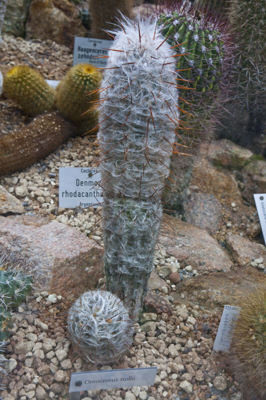 Thread Cactus