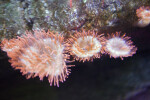 Three Anemones