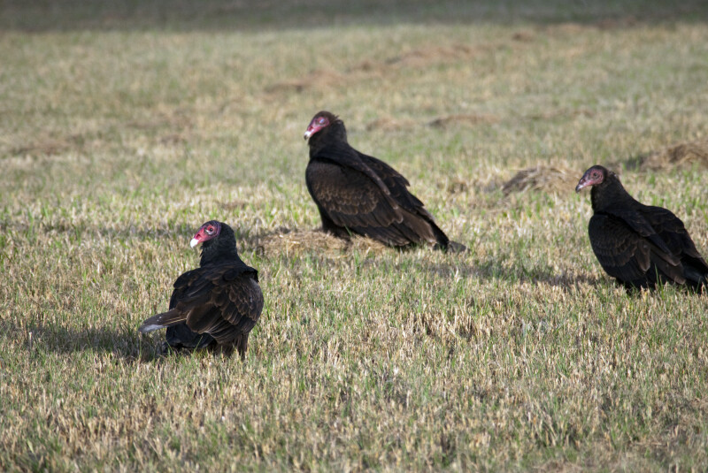 Three Turkey Vultures