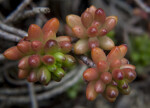 Three Clusters of Succulent Leaves