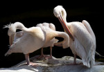 Three Eastern White Pelicans