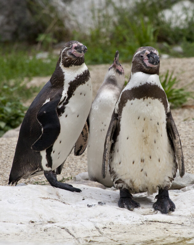 Three Humboldt Penguins