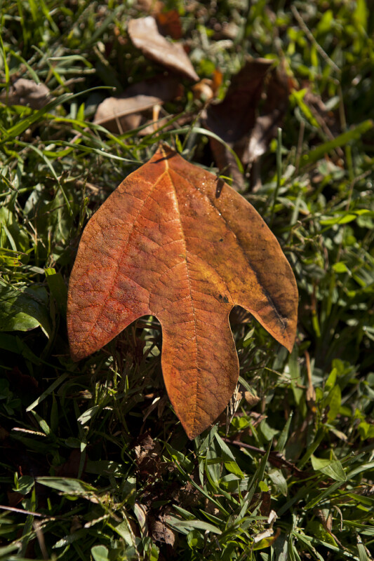 Three-Lobed Sassafras Leaf