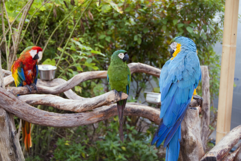 Three Macaws