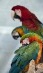 Three Macaws