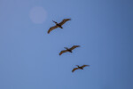 Three Pelicans Flying In Line with One Another