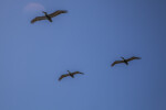 Three Pelicans that are In Flight