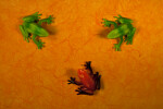 Three Plastic Frogs