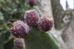 Three Prickly Pear Cactus Fruits