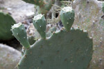 Three Prickly Pear Cactus Leaves Sprouting From a Larger Paddle