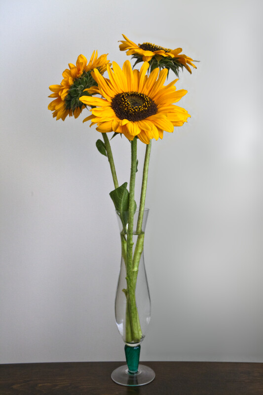 Three Sunflowers in a Glass Vase