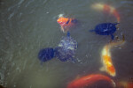 Three Turtles and Koi