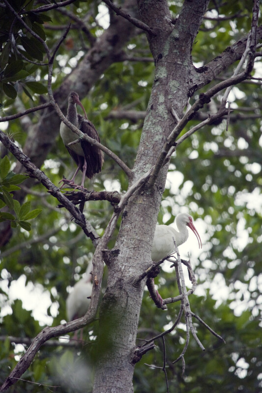 Three White Ibises in a Tree