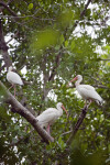 Three White Ibises