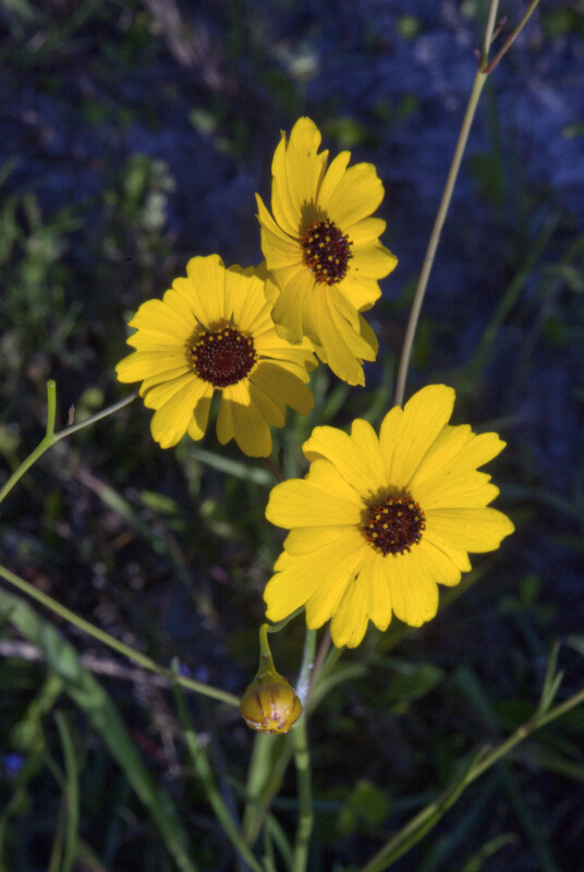 Three Yellow Flowers