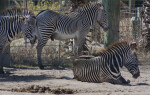 Three Zebras