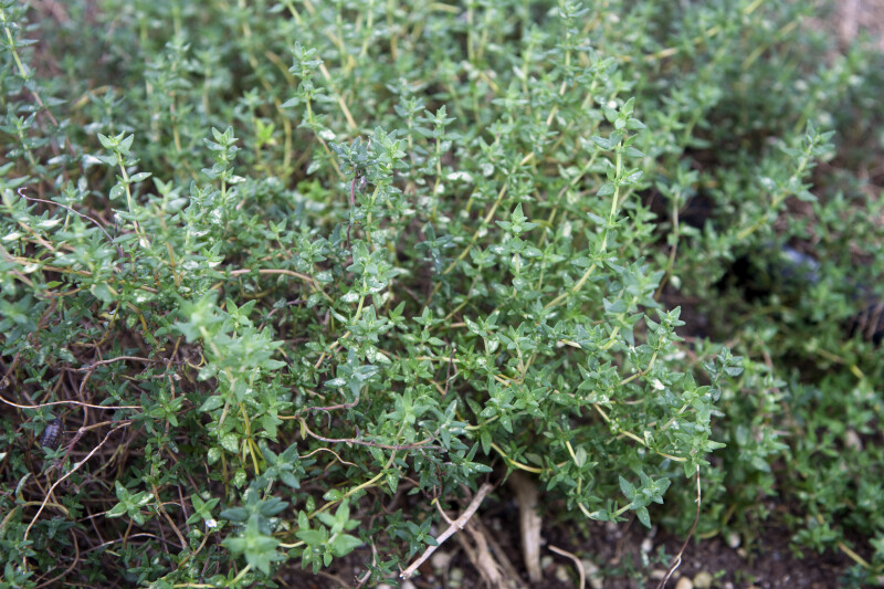 Thyme Branches