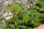 Tibet Neillia (Neillia thibetica) Branch