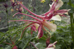 Tilted, Pink Flower with Yellow Anthers Extending from Green Stem of a Columbine Plant